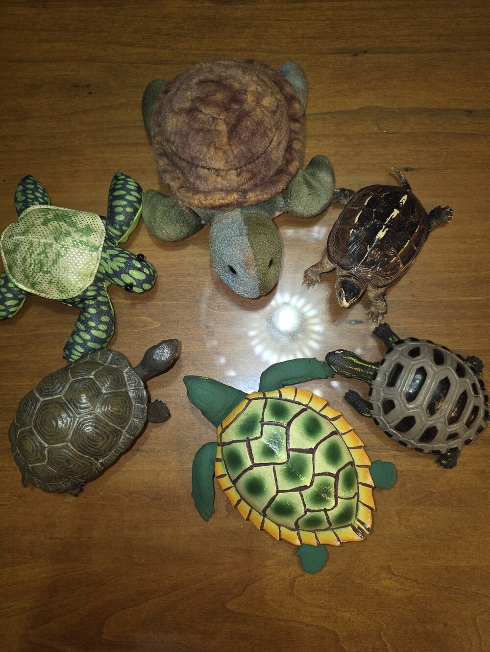 Turtle Healing Circle & Mug